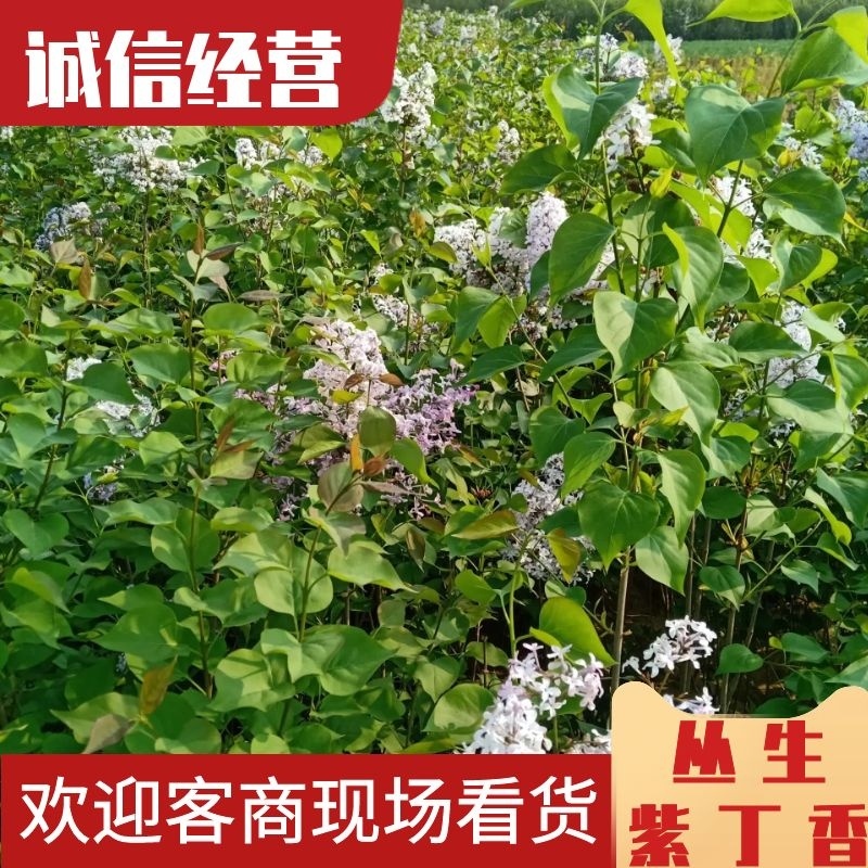丛生紫丁香紫丁香苗木产地直销一手货源货发全国