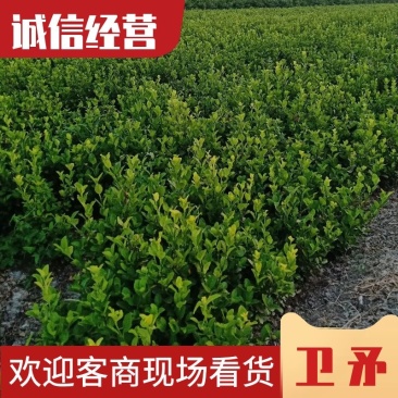 卫矛45-60公分冠幅，量大从优，欢迎新老客户咨询订