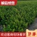 卫矛45-60公分冠幅，量大从优，欢迎新老客户咨询订