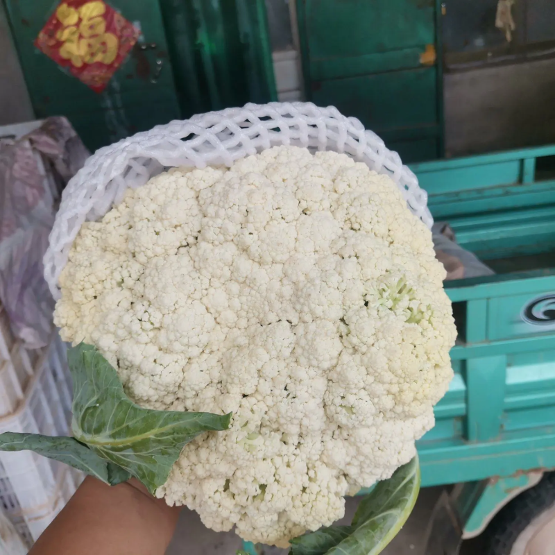 品质松花菜菜花湖北菜花品质保证量大从优