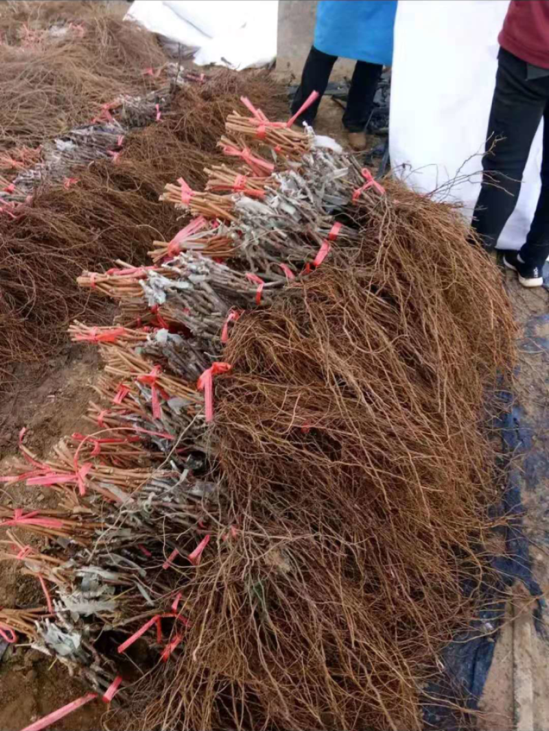 嫁接阳光玫瑰葡萄苗香印日本晴王5BB3309m砧木