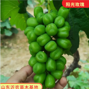 嫁接阳光玫瑰葡萄苗香印日本晴王5BB3309m砧木