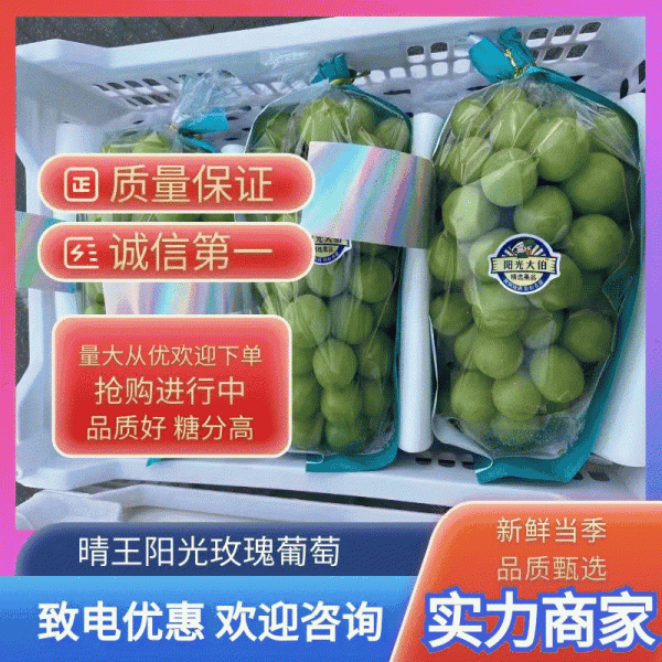 《推荐》优质阳光玫瑰，品质好，耐储存，欢迎洽谈合作