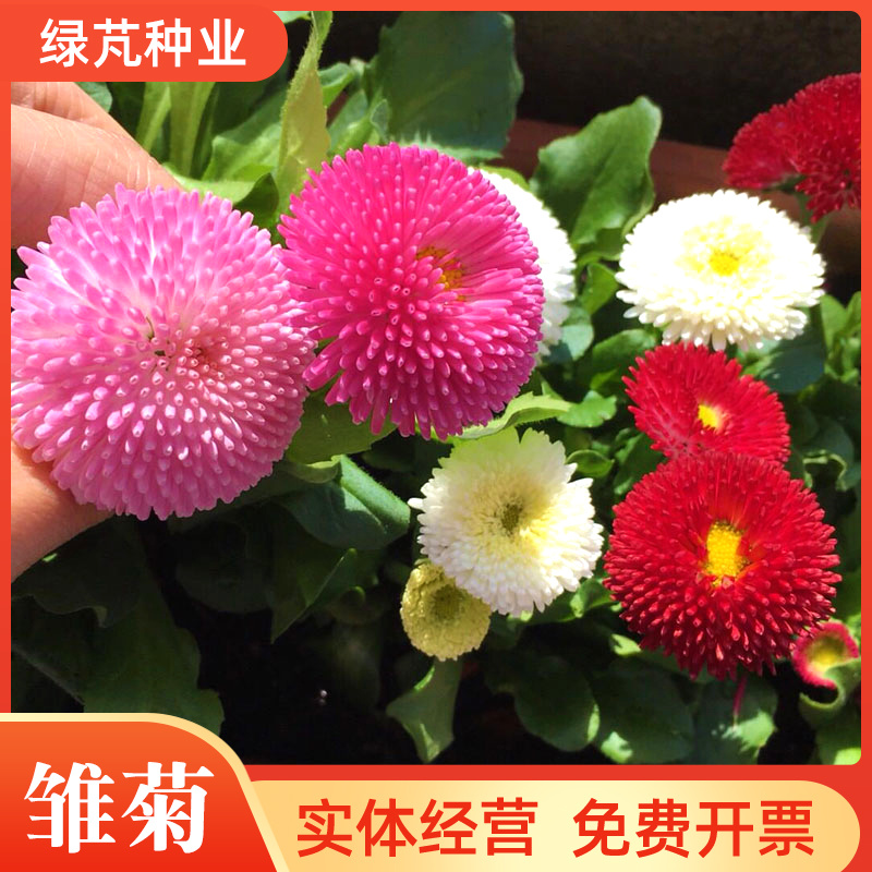 小雏菊种子易活四季开花盆栽阳台绿植物种花室内阳台乒乓菊花