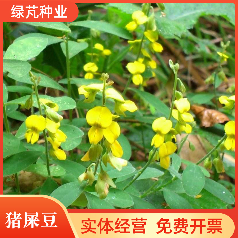 新采猪屎豆种子太阳麻种子椭圆叶猪屎豆三圆叶猪屎豆护