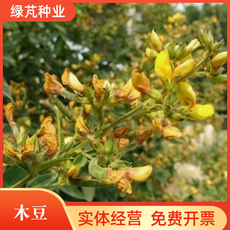 新采护坡灌木籽木豆种子适应性强适合斜坡边坡固土复绿化工程