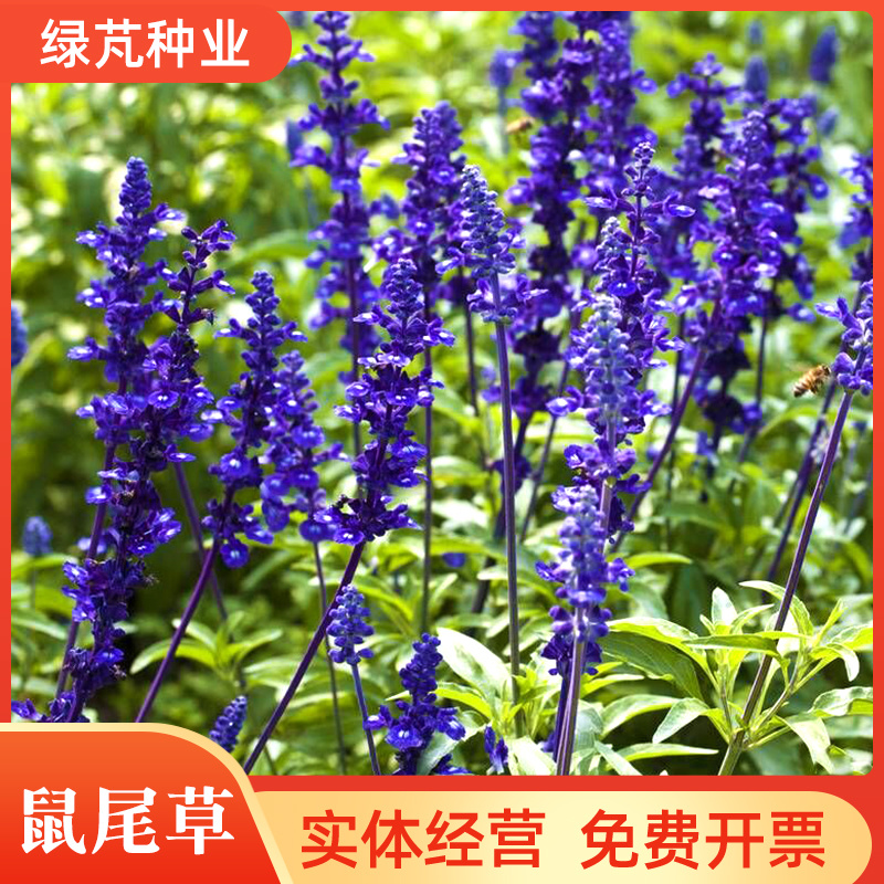 蓝花鼠尾草种子红花，粉花鼠尾草色块景观花海庭院草花种