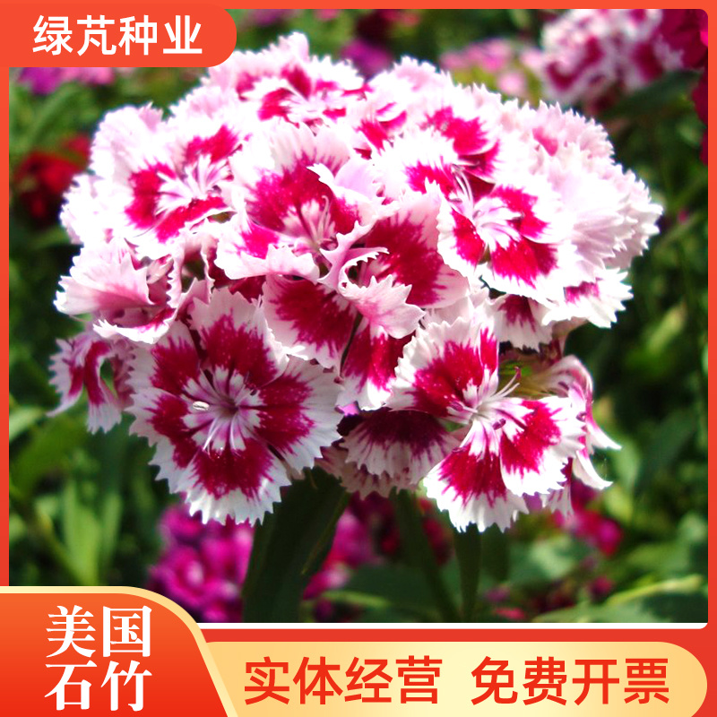美国五彩石竹花种子常夏四季播种开花庭院花籽孑须苞石竹花种