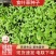 【促销价】食叶草种子蛋白草基地优选良种可提供育苗服务