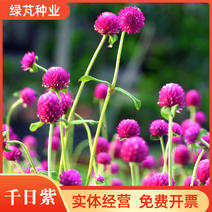 千日红种子千日紫粉白种子四季开花庭院别墅路边景观绿化