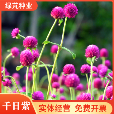 千日红种子千日紫粉白种子四季开花庭院别墅路边景观绿化