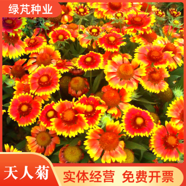 天人菊种子虎皮菊多年生宿根花阳台庭院盆栽景观花海耐旱耐热