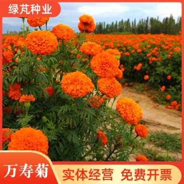 万寿菊种子菊花种子四季易活庭院别墅路边驱蚊盆栽花海