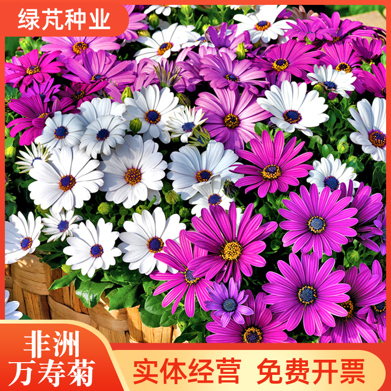 南非万寿菊种子蓝目菊耐寒景观庭院花卉四季播种开花非洲菊花