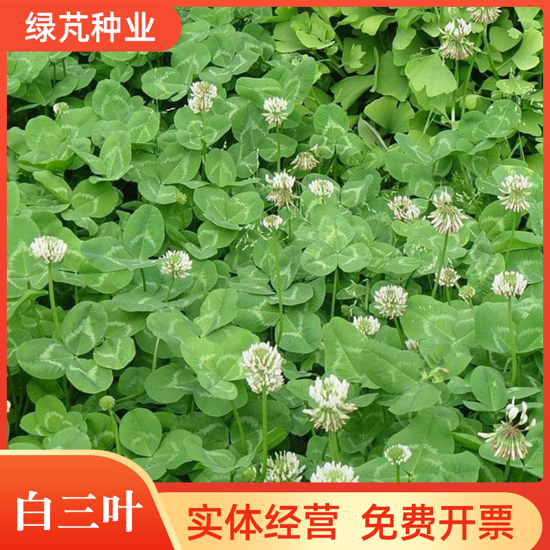 进口白三叶种子红三叶草籽易活矮生植物工程绿化护坡固土绿肥