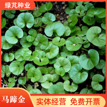 马蹄金种子绿化草坪四季常青成坪速度快