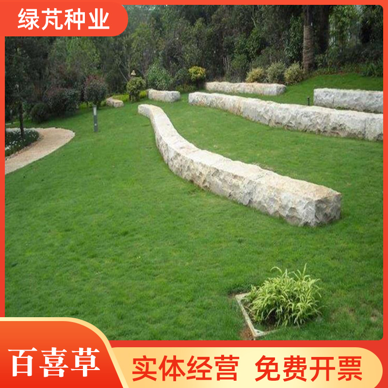 宽叶草种子道路护坡工程绿化荒山复绿耐寒耐旱耐热根系发达