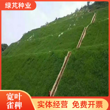 宽叶雀稗种子宽叶草绿化固土护坡草籽耐寒耐旱耐盐碱