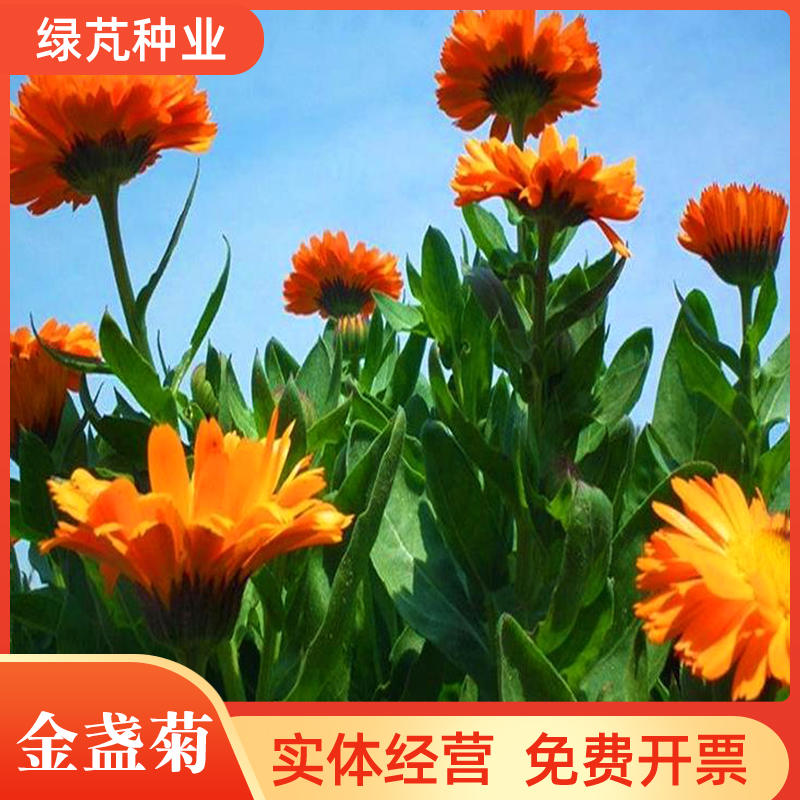 金盏菊种子矮生长生菊四季易种易活盆栽室外花卉密植花海