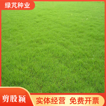 剪股颖种子草坪种子低矮庭院别墅球场公园绿化耐践踏草