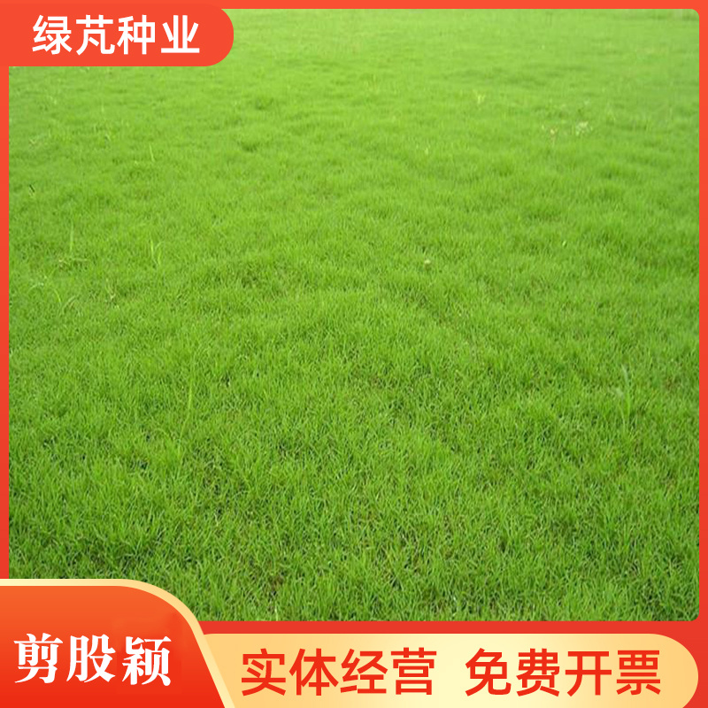 剪股颖种子草坪种子低矮庭院别墅球场公园绿化耐践踏草