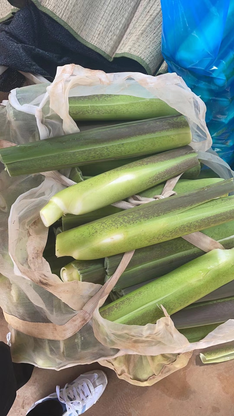上海精品美人茭白大量上市量大从优规格多样欢迎选购