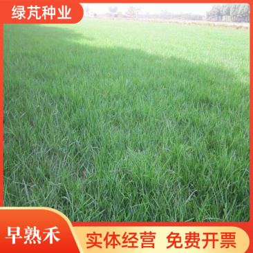 早熟禾种子草坪四季常青庭院别墅公园草坪种子耐践踏低矮免修