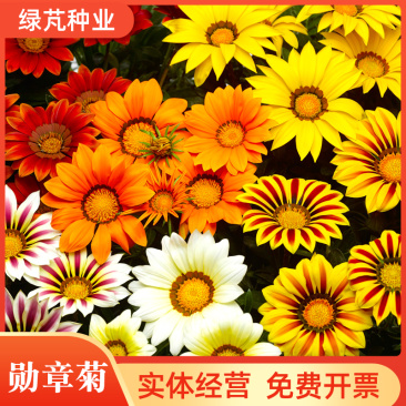 勋章菊种子花种子多年生非洲太阳花观赏阳台庭院盆栽植物