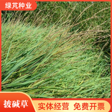 披碱草种子碱茅草抗风沙绿化护坡固土耐寒耐旱