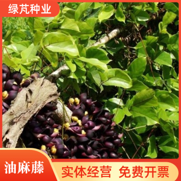 油麻藤种子牛麻藤长春油麻藤四季常绿藤本植物护坡固土