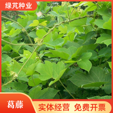 葛藤种子护坡草籽百花银背藤野葛根边坡绿化植物巩固沙土