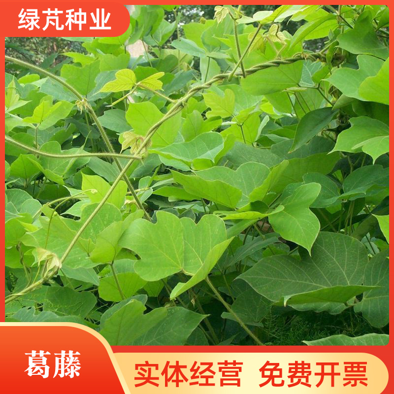 葛藤种子护坡草籽百花银背藤野葛根边坡绿化植物巩固沙土
