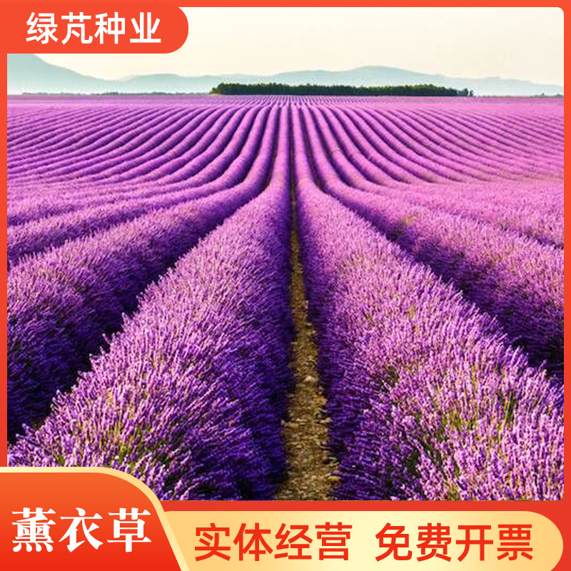 薰衣草种子法国进口薰衣草种子四季易种花海绿化草花种子