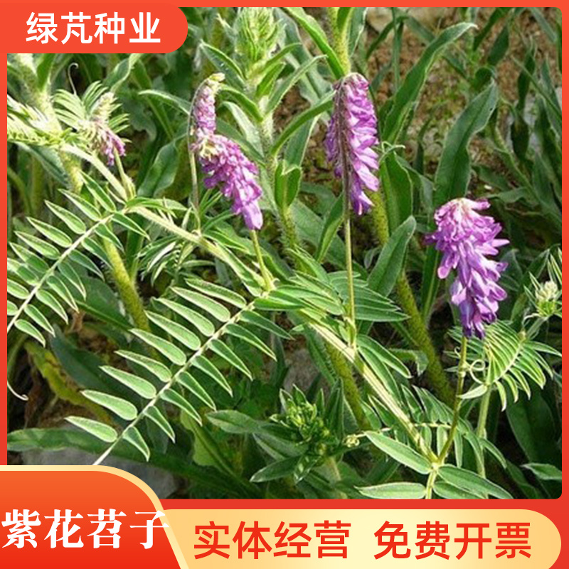 光叶紫花苕种子毛苕子种子苕子种子绿肥种子果园多年生野豌豆