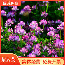 紫云英种子红花草种子绿肥种子蜂蜜源高产固氮绿肥种子