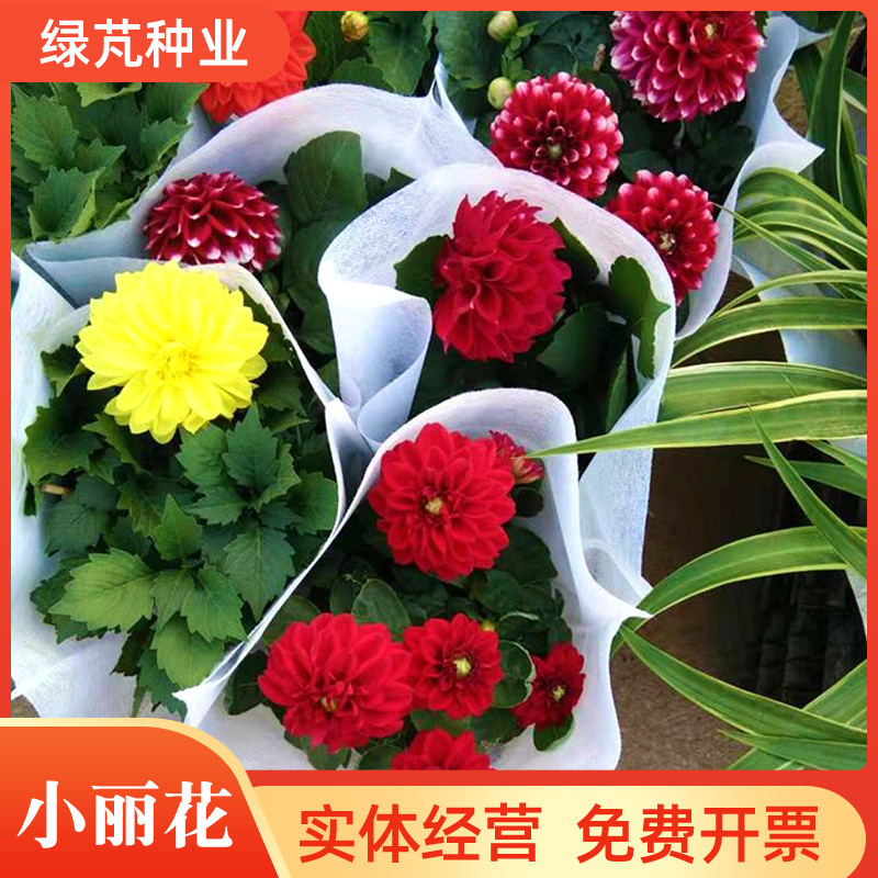 小丽花种子大丽花种子多年生宿根花景观花海庭院阳台盆栽易种