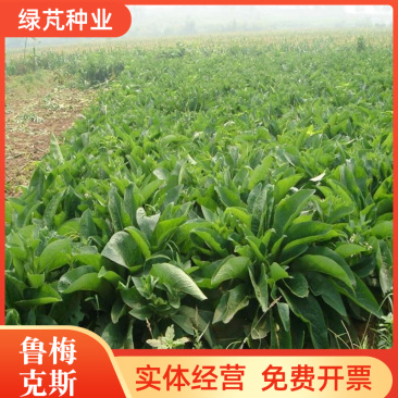 鲁梅克斯种子尔罗斯饲料菜多年生四季牧草种子鸡鸭鹅猪牛