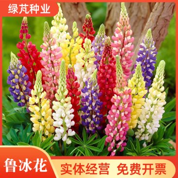 鲁冰花种子羽扇豆种子高发芽率园林景观花海庭院包邮