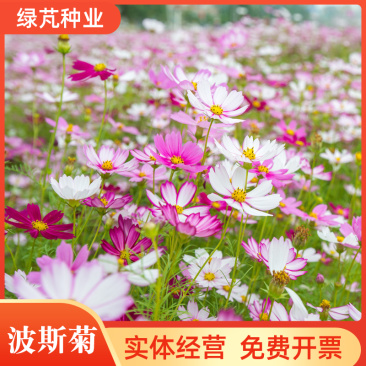 波斯菊种子格桑花种子四季开花易种易活庭院室外花卉野花组合