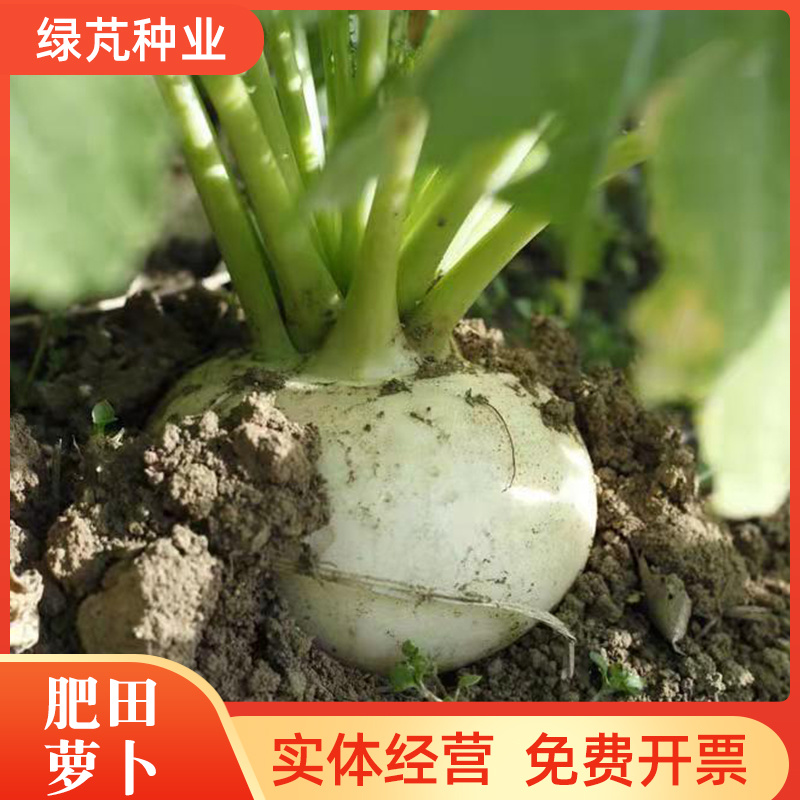 肥田萝卜种子果园天然绿肥专用增肥土壤抑制杂草果树优选