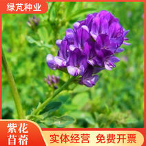 紫花苜蓿种子多年生四季牧草种子进口种子鸡鸭鹅牛羊马兔鱼等