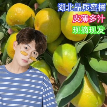 湖北特早蜜橘大量上市，个大皮薄，汁多无核，不踩雷，果园发货