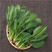 中蔬菠图菠菜种子秋冬耐抽红根菠菜种子冬季圆叶菠菜种子中熟