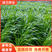 多年生黑麦草高产宽叶黑麦草5斤/亩发芽率98以上包邮