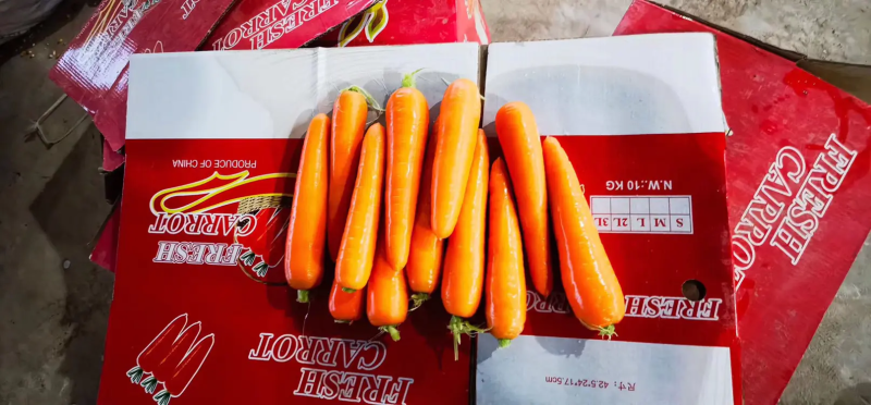 精品红萝卜现挖现发可视频看货坏烂包赔