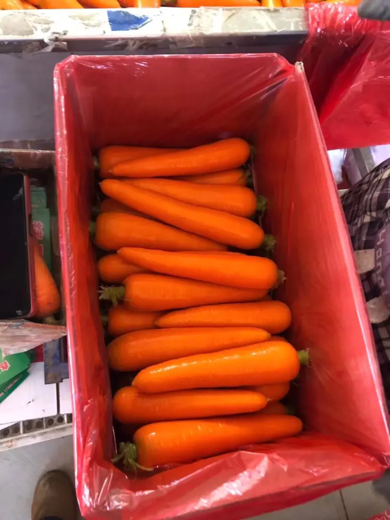 精品红萝卜现挖现发可视频看货坏烂包赔