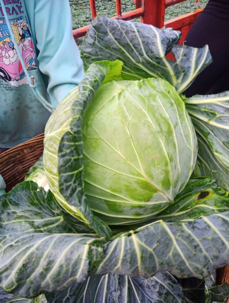 【精品】甘蓝一手货源可视频看货量大从优全国发货