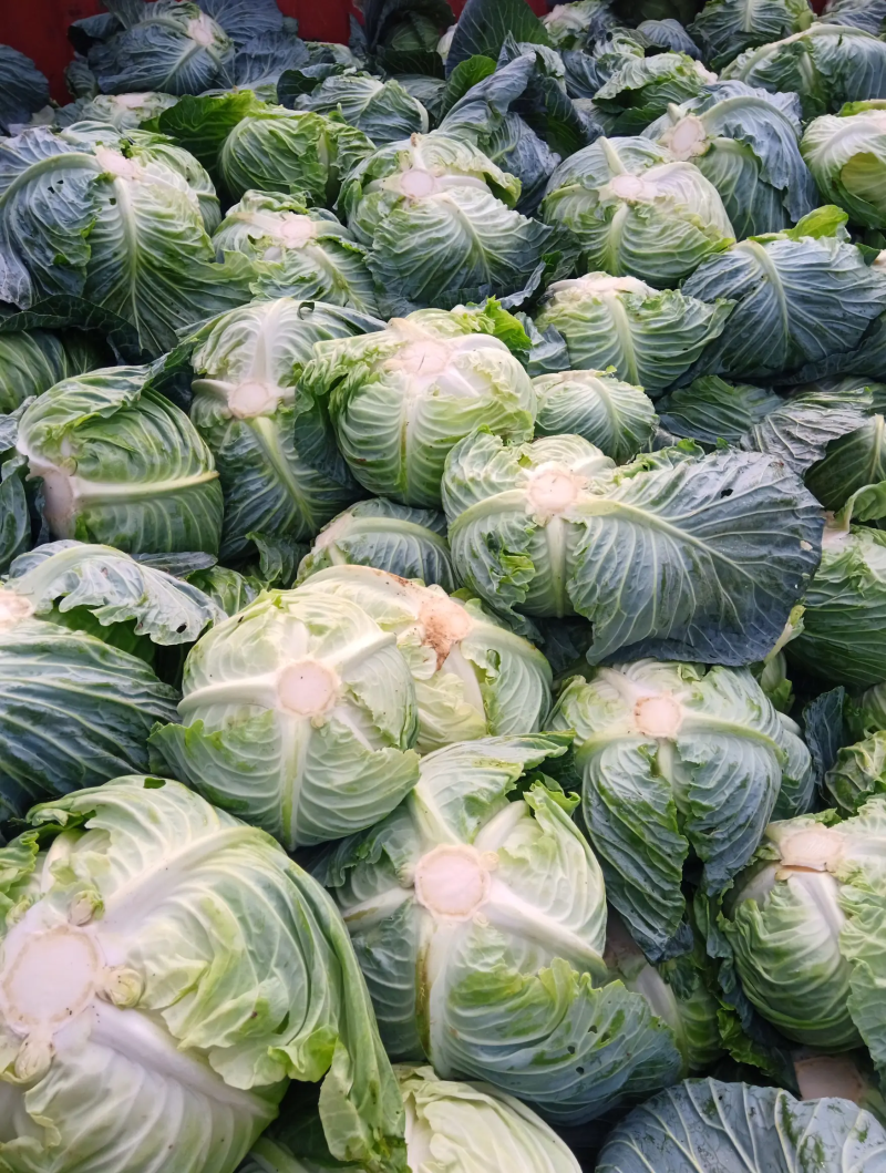 【精品】甘蓝一手货源可视频看货量大从优全国发货