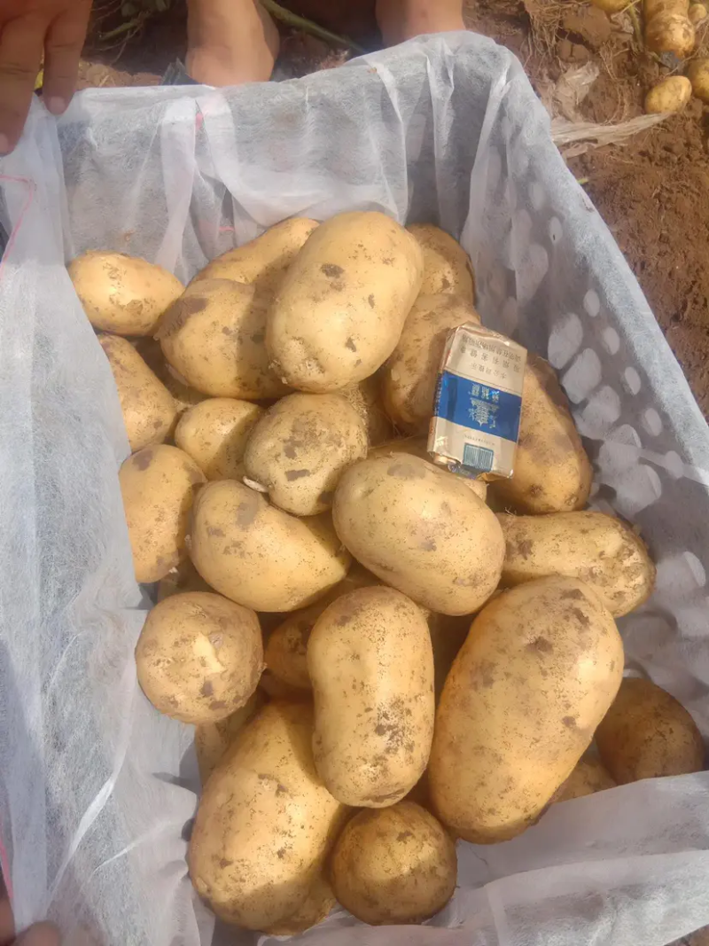 甘肃精品土豆现挖现发可视频看货坏烂包赔