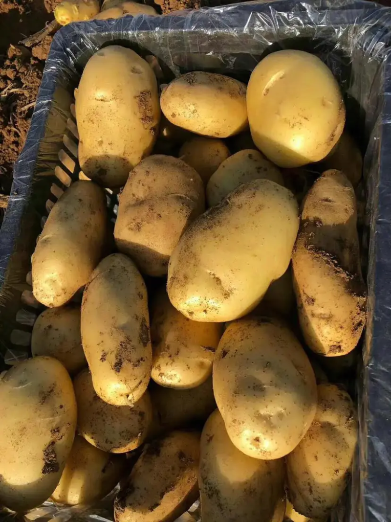 甘肃精品土豆现挖现发可视频看货坏烂包赔